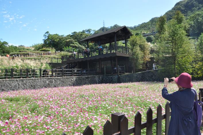 波斯菊花海拍照點位