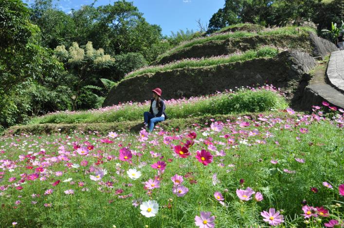 波斯菊花海