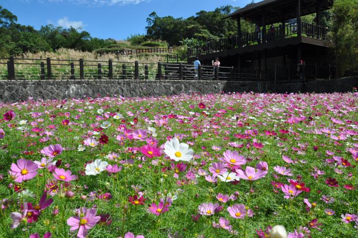 波斯菊花海