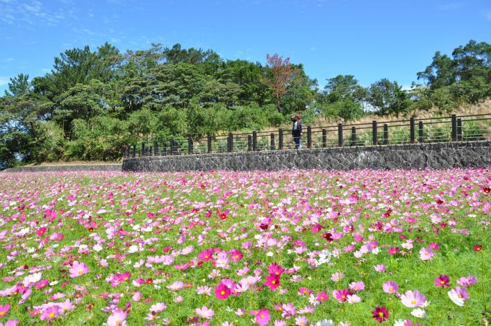 波斯菊花海