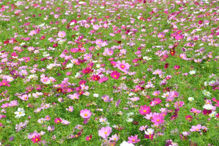 波斯菊花海