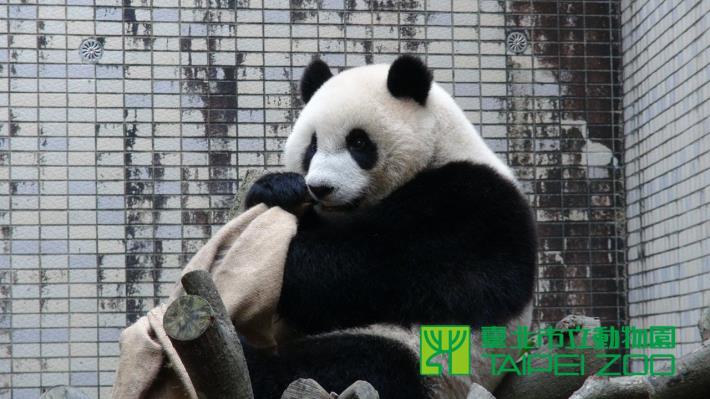 咬蘋果很開心