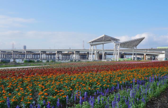 延平河濱公園5萬多株草花舖排成浪漫花海色彩繽紛的帶狀花海