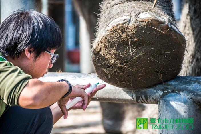 方建華幫大象的腳上藥