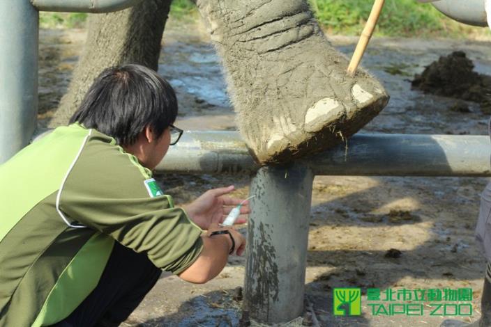 大象同意讓他蹲在腳邊工作