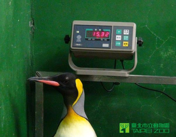 黑麻糬身材保持得很好