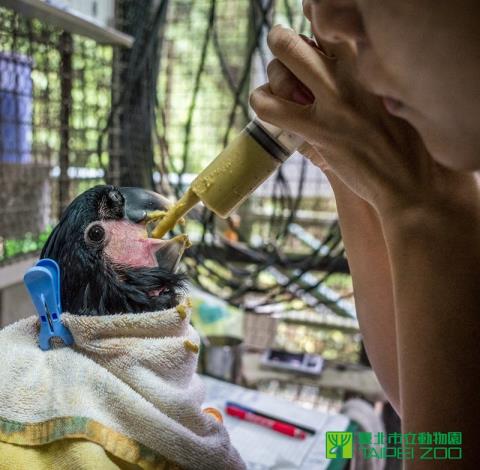 人工哺育補充營養