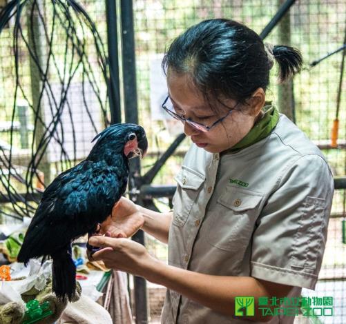 第一次成功繁殖棕櫚鳳頭鸚鵡