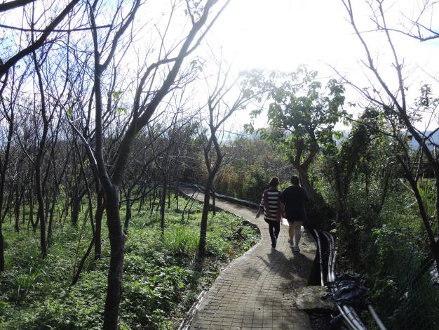 水圳旁的櫻花林是賞櫻秘密景點