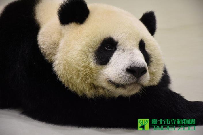 健檢後的圓仔