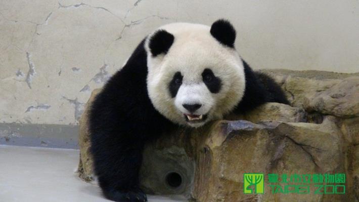 排出針後又是生龍活虎