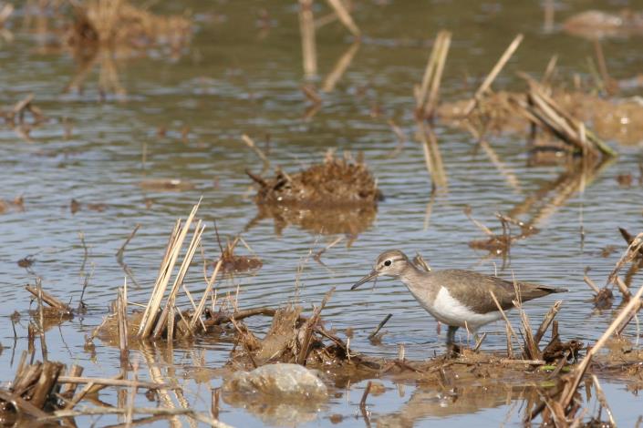 順路至新舊防潮堤溼地賞冬候鳥-磯鷸