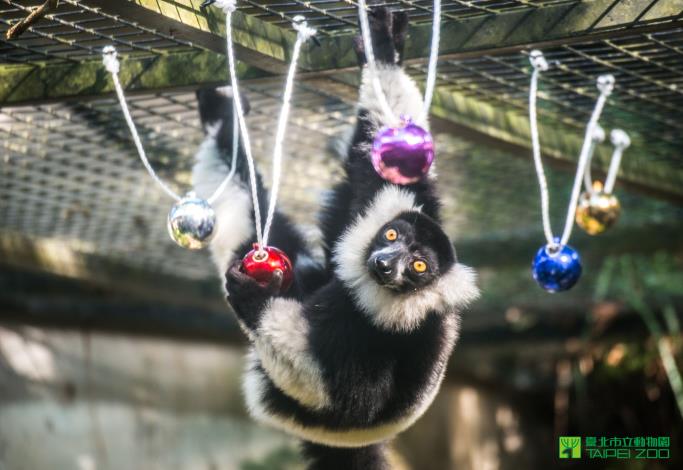 四肢有力的白頸狐猴倒掛在頂網玩聖誕裝飾尋找食物