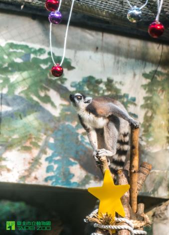 環尾狐猴想拿聖誕裝飾裡的食物