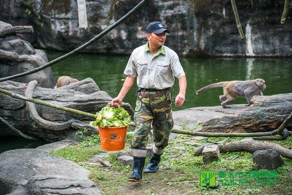和臺灣獼猴一起相處31年的資深保育員陳進明