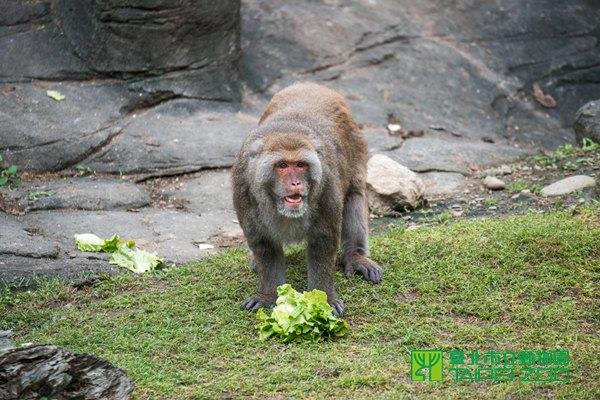 臺灣獼猴採食蔬菜
