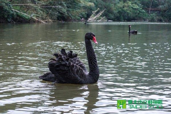 黑天鵝