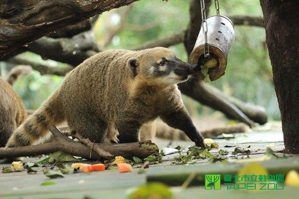 竹筒中也藏有食物