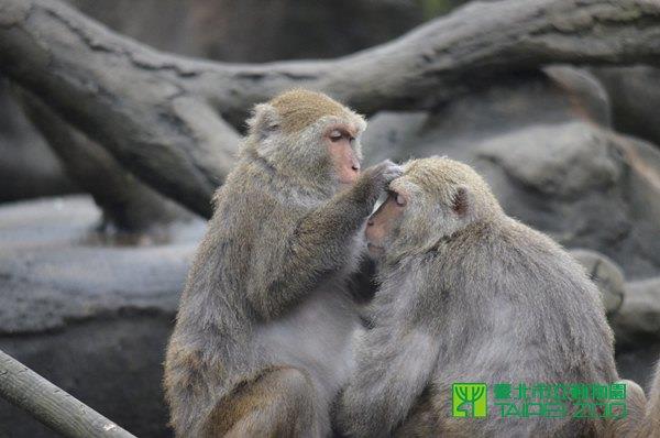 互相理毛