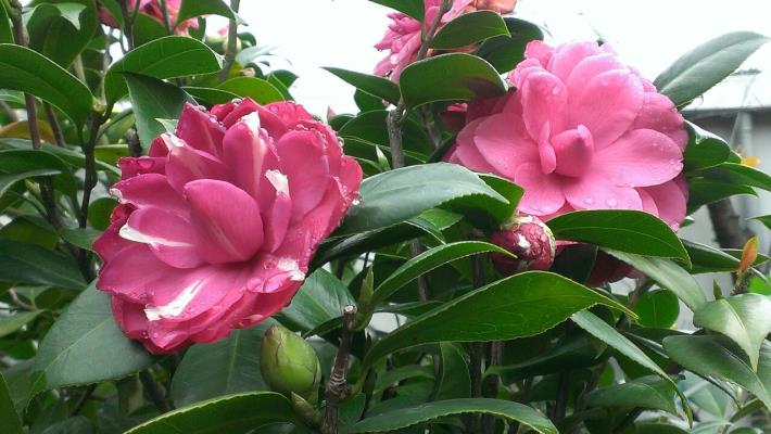 茶花艷色照人
