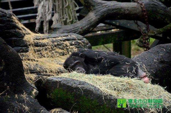 黑猩猩用乾草鋪床