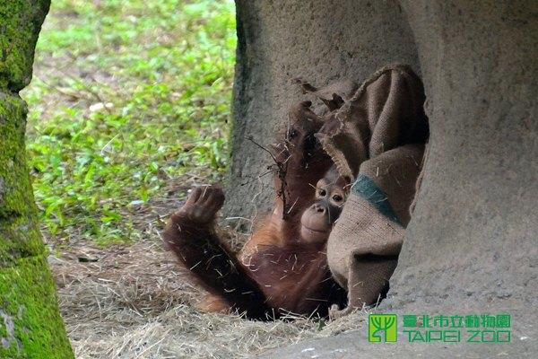 人猿妞莉玩麻布袋