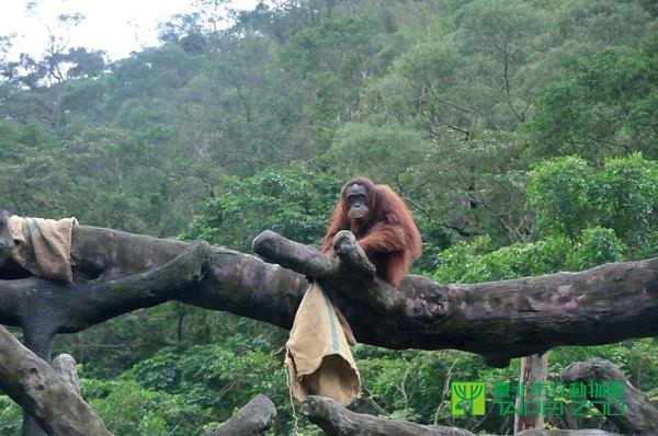 人猿媽媽香妞把布袋收集到樹上
