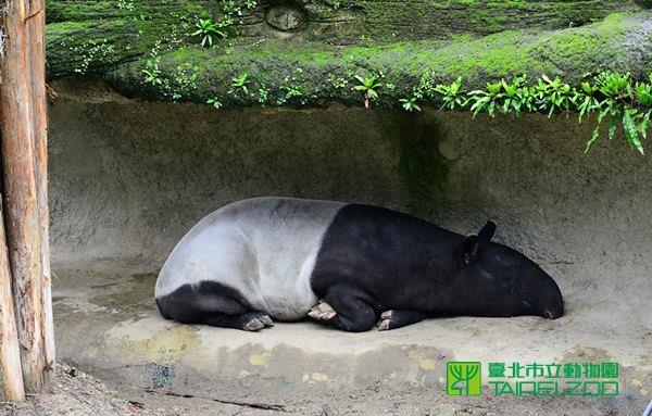馬來貘有地熱暖炕
