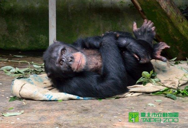 麻布袋可以當睡墊