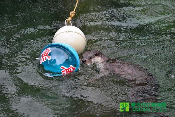 水獺祝福大家年年有餘