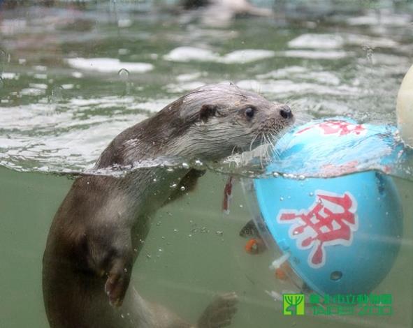 水獺捕魚
