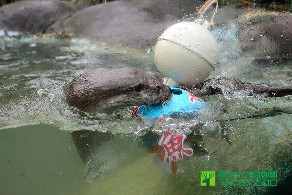 歐亞水獺捕魚