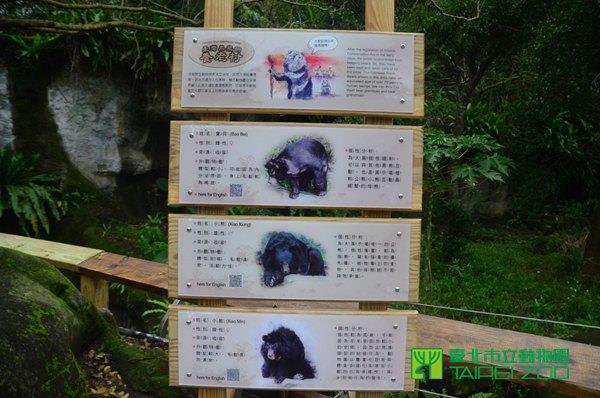 住在台灣區的熊