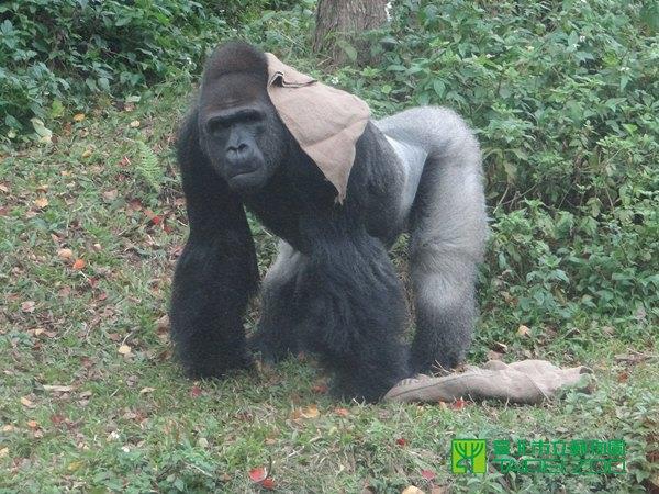 31歲的金剛猩猩寶寶