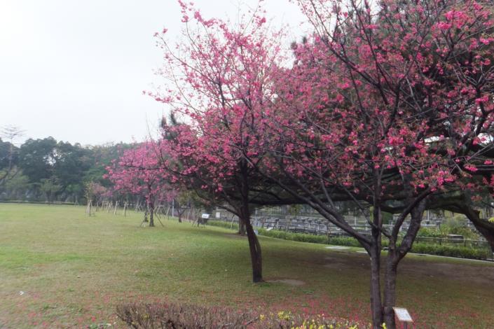 青年公園櫻花