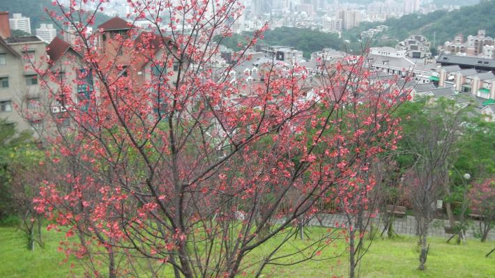 小坑一號公園櫻花