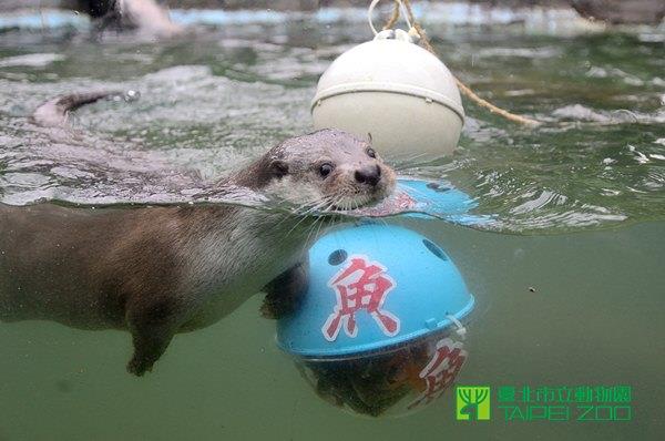 祝大家和我一樣年年有餘