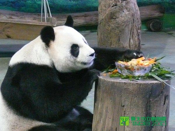 圓圓行為豐富化禮盒