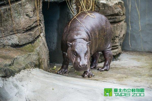 侏儒河馬