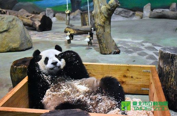 圓仔玩木屑