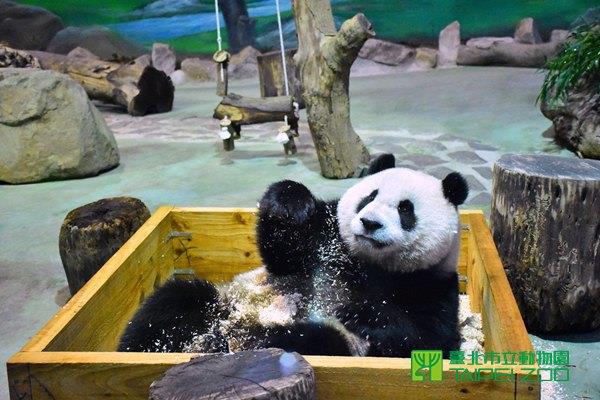 圓仔玩的很開心