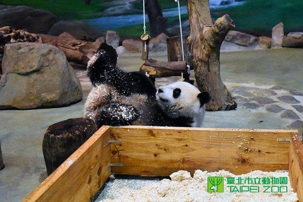 圓仔玩木屑