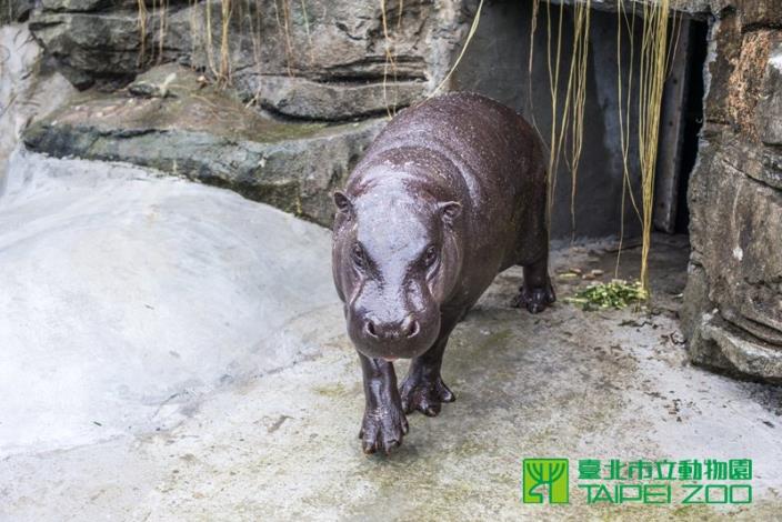 即將去壽山動物園的秋吉