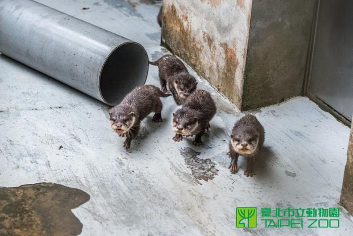 活潑的小爪水獺寶寶