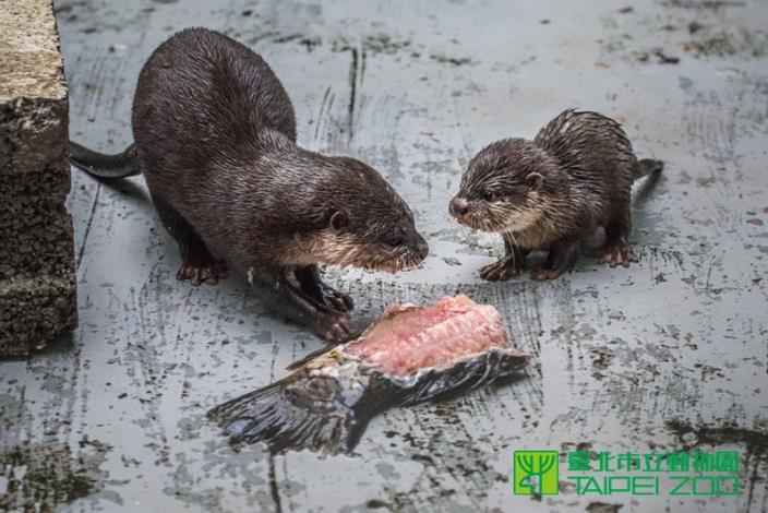 小水獺想跟媽媽一起分享鮮魚大餐