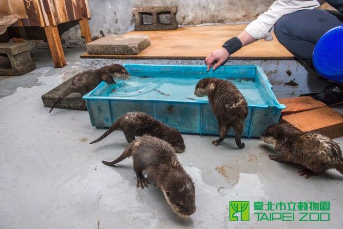 保育員鼓勵小水獺下水捉魚