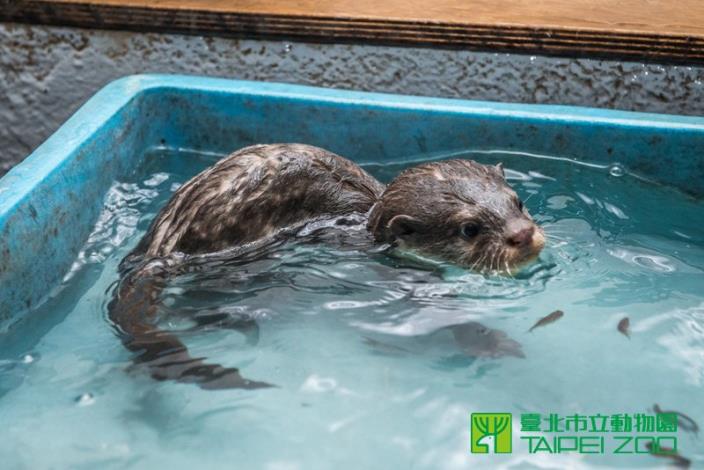小水獺學捉魚