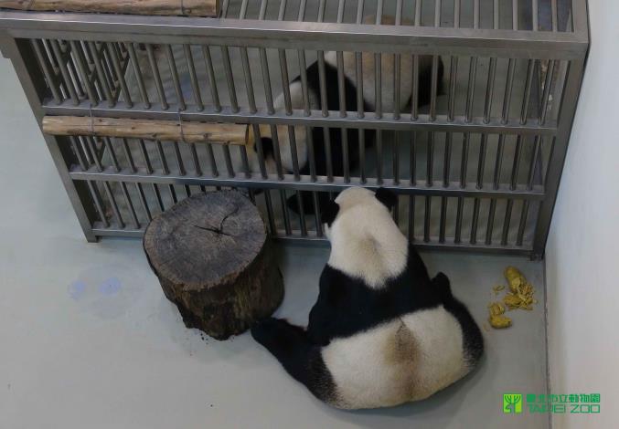 團團望著圓圓