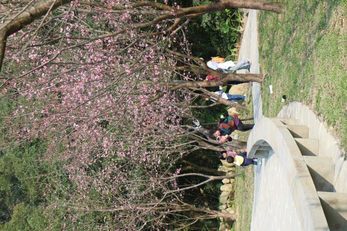陽明公園噴水池昭和櫻