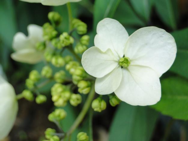華八仙